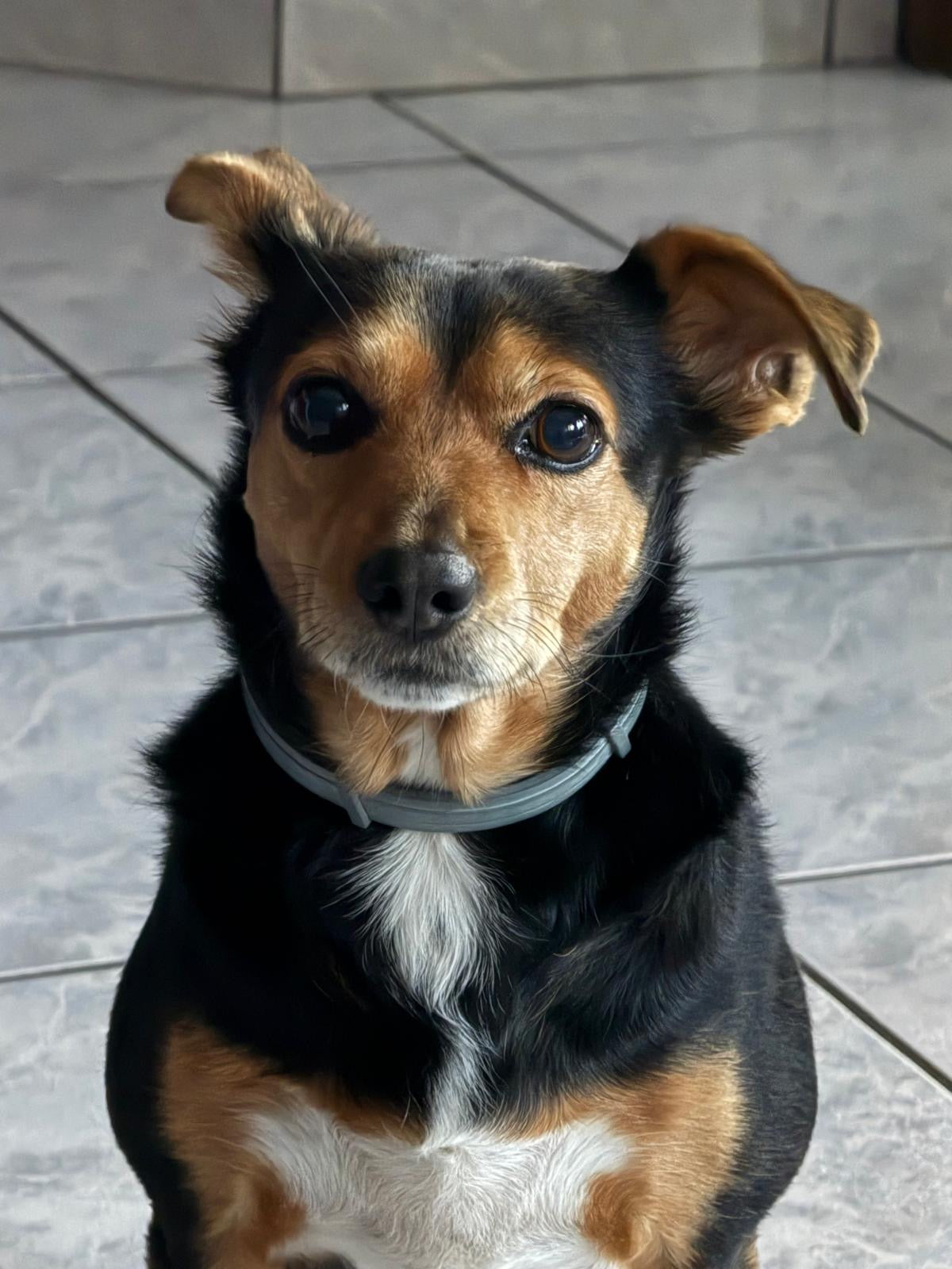 Bea, the real dog behind Bea & Co.